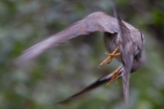 Our Local Sparrowhawk, Dowanhill Bob