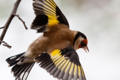 goldfinches-in-the-snow-1