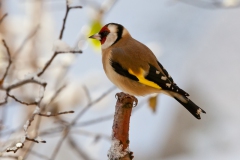 goldfinches-in-the-snow-8