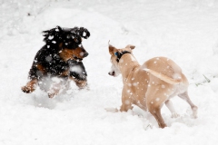 hounds-in-the-snow-1