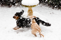 hounds-in-the-snow-7