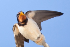 swallow-in-flight-12