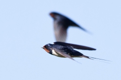 swallow-in-flight-2