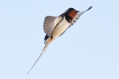 swallow-in-flight-7