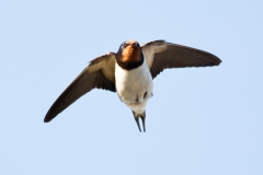 swallow-in-flight-8
